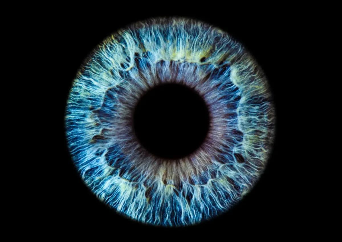 Iris Fotografie Schweiz - Blaue Iris im Fokus